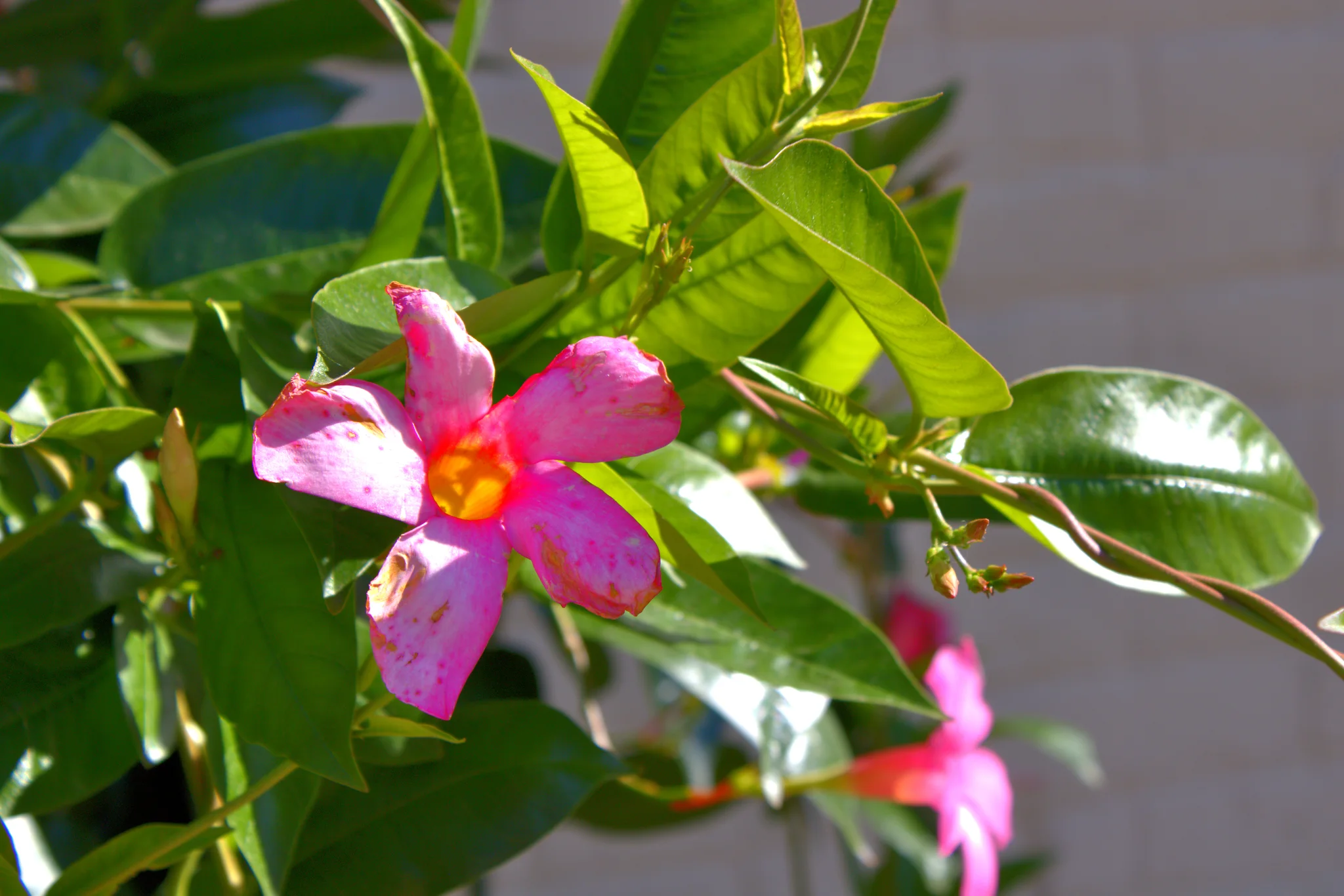 Pink flower in sunlight beside the fair at Baraboo's 2026 Fall Fair on the Square